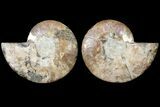 Agatized Ammonite Fossil - Madagascar #121472-1
